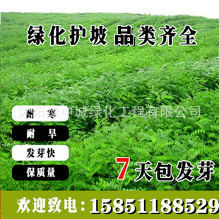 Slope Protection Shrubs, Purple Spike Locust, Hu Branch, Pig Poop Bean, Small Crown Flower, Multi-Flower Magnolia, Lemon Grass, Green Grass