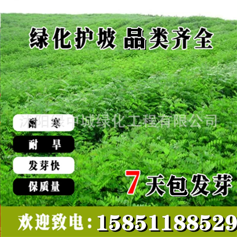 Защита склонов кустарник Amorpha fruticosa Lespedeza экскременты свиньи фасоль маленькая корона цветок мульти цветок Магнолия карагана коршинская зеленая трава