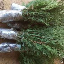 һlļɰؘĹ؂Ȱؘ؈A،