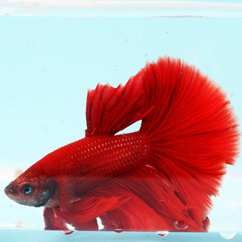 Таидоуй живые tropical ornamental fish Lion King Wedding fish Half Moon Male Fish Horsetail Night Market Stand Интернет-знаменитость оптом