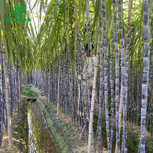 广西甘蔗产地直供新品种黑皮甘蔗颜色好节长脆甜水果甘蔗批发