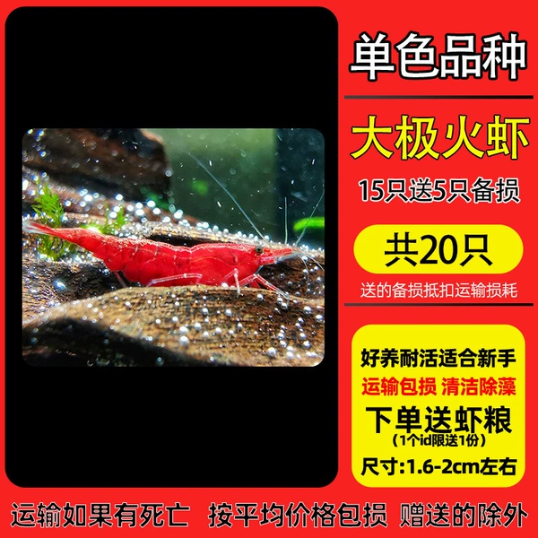 Dajihuo [20 pieces] 15 pieces, 5 pieces will be given as spares, and 5 pieces will be given as spares.