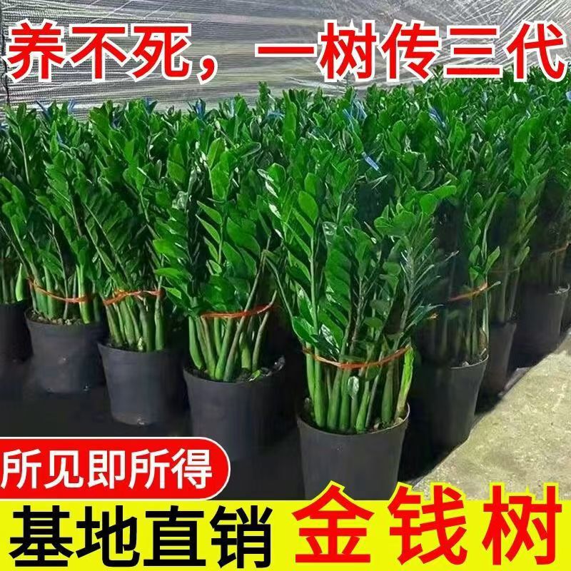 Money Tree Potted Money Tree Fortune Tree Green Plant Indoor Living Room Balcony Office Desktop Plant Evergreen All Year Round