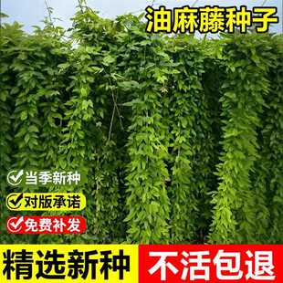 �²������ٷN��ţ�R�ٻĵظ��G���̾G���o�¹������G����ֲ��N��