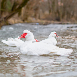 ��ꖬF���׷��������r�Ҽt�^��Ęɢ�B�����������w�����r������