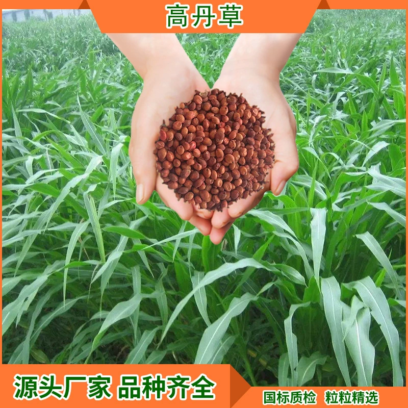Холодный сезон кормовой травы Семена скота Крупный рогатый скот Семена трав Halomonas травянистые семена Medicago sativa многолетние семена Ржи
