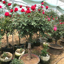�����ǘ䘶�¼�ͥԺ�����̨���Լ޽�õ�廨��󻨝����ļ��_����