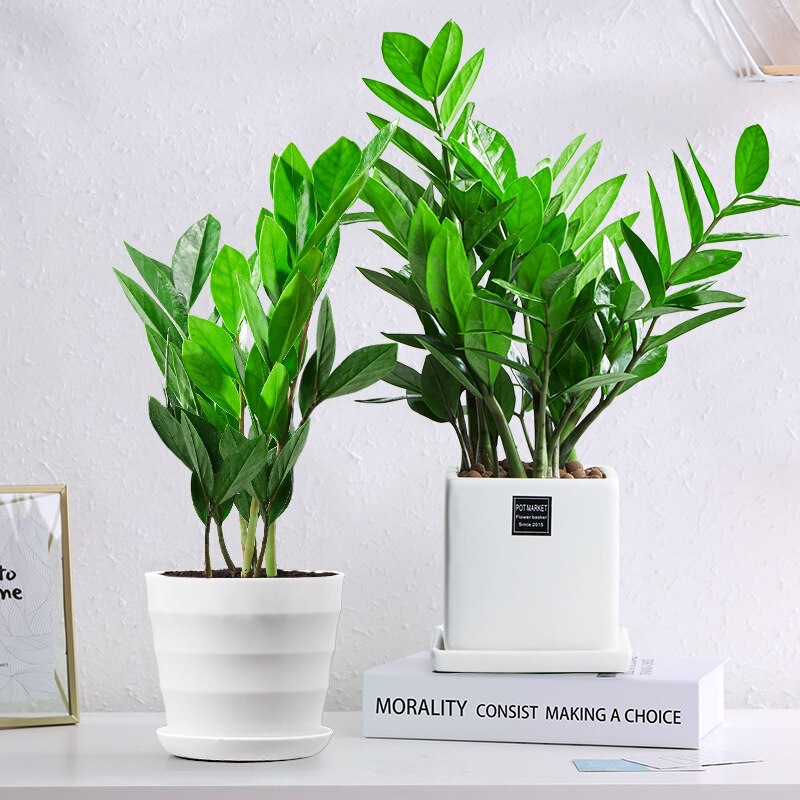 Money Tree Potted Plant, Money Tree with Large Money Strings, Suitable for Office, Living Room, Indoor Desktop, Easy-To-Care-For Green Plant with Foliage