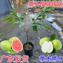 番石榴树果苗四季红心白芭乐嫁接树苗南方种植庭院盆栽果树苗广东