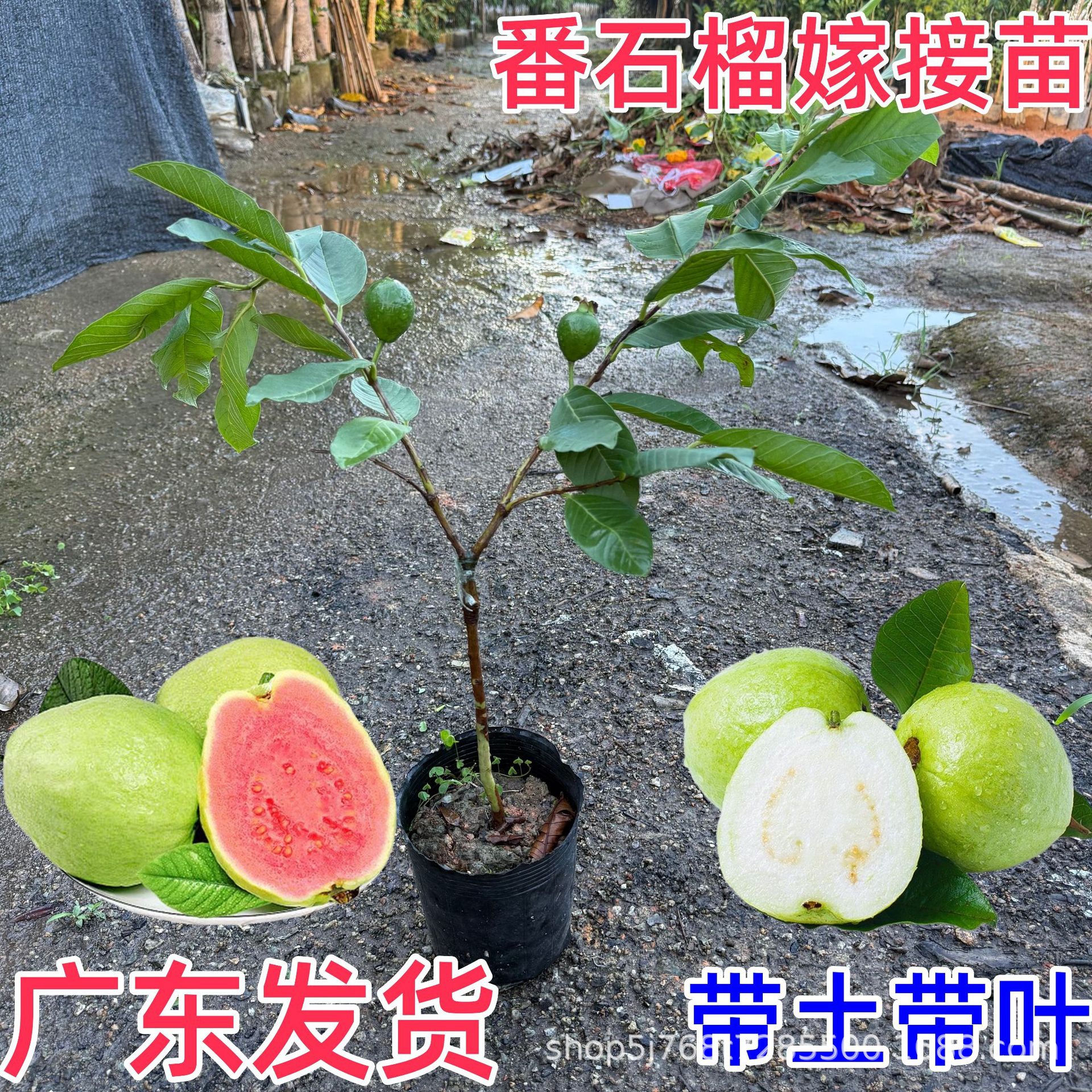 番石榴树果苗四季红心白芭乐嫁接树苗南方种植庭院盆栽果树苗广东