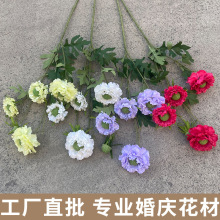 5^xݻc滨ײС»Yb·廨҃쾰