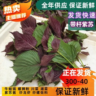 ���r�Fժ���K�~���U���rʳ�����Kţ���~�r����·������ ����ȥ��