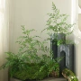 手感植物盆栽蕨类插花