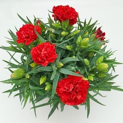 O1CN01QLzji61tAO9MqdMLX_!!2214