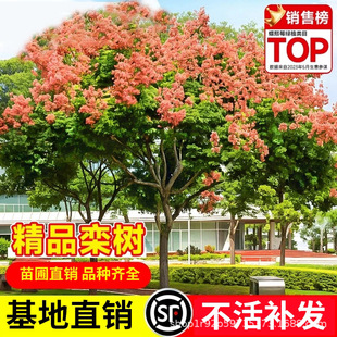 �������ļ������е����L����䲻���~ͥԺ�Sɽ���С��G��ֲ��