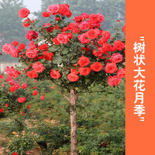 �䘶�¼�ͥԺ���Ե��ԾGֲ���ܘ䘶�����pɫ�¼�����õ�����