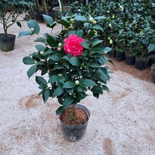 �軨���tɫ�軨�൤�����������Ǵ�t�������tϲ�c�t�����軨