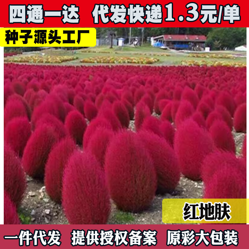 红地肤种子绿地肤扫帚草花籽阳台盆栽植庭院植物观叶花卉花种籽子