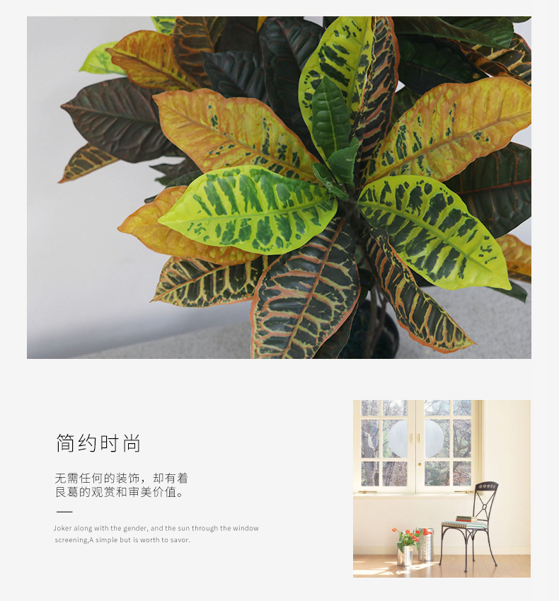 洒金榕详情页_03.jpg