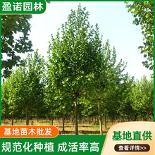 10���ַ�ͩ���L�����̾G����ľ��Ƥ�е���ľͥԺ��ͩ��������ͩ��