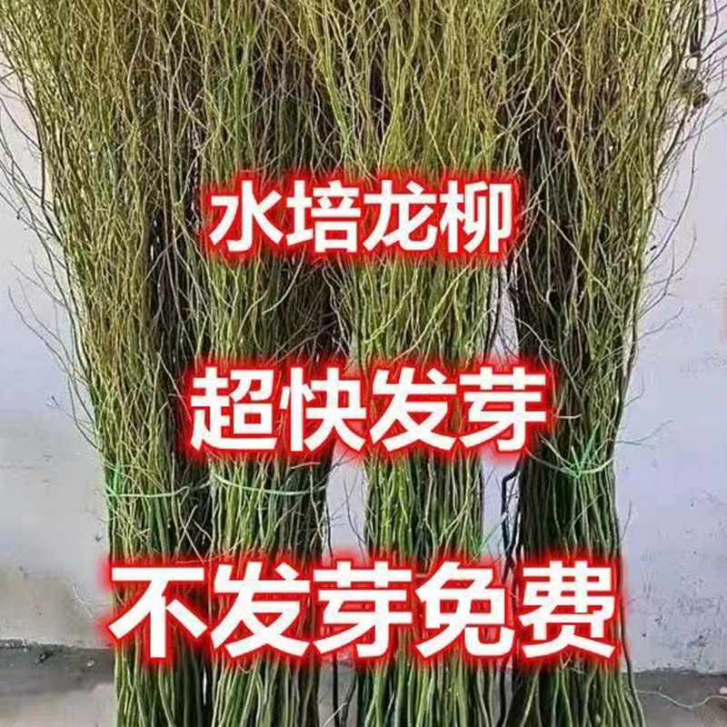 Hydroponic fresh branch dragon willow indoor hanging clock…