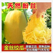 金丝绞瓜种子搅瓜种籽金丝瓜四季蔬菜种子天然粉丝南瓜金丝鱼翅瓜