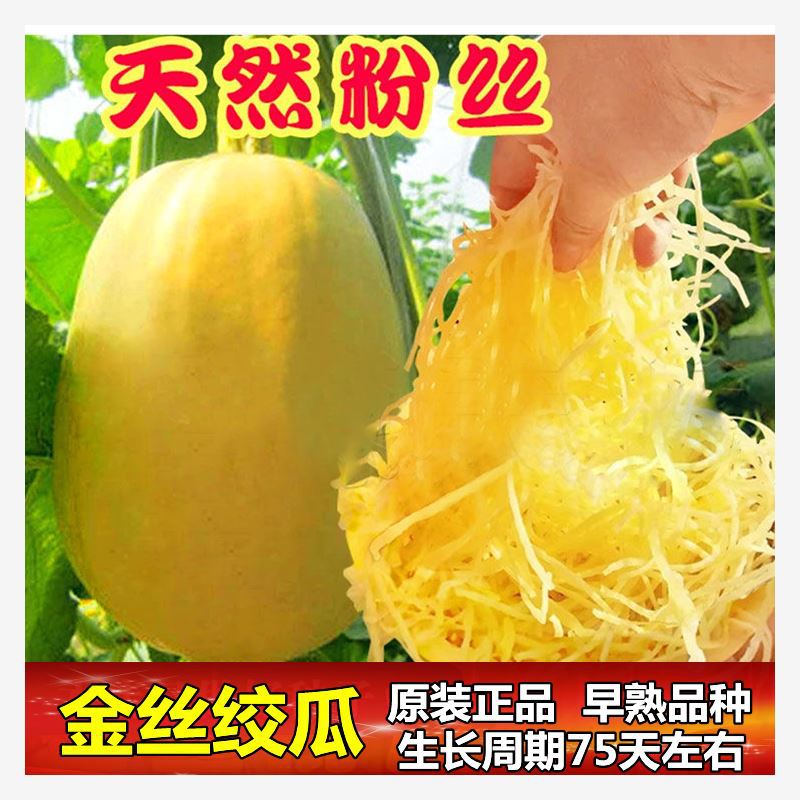 金丝绞瓜种子搅瓜种籽金丝瓜四季蔬菜种子天然粉丝南瓜金丝鱼翅瓜