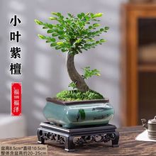 С�~��̴�辰�䘶ֲ���Ϙ����Ժڹǲ�͏d�����҃���Gֲ���B����