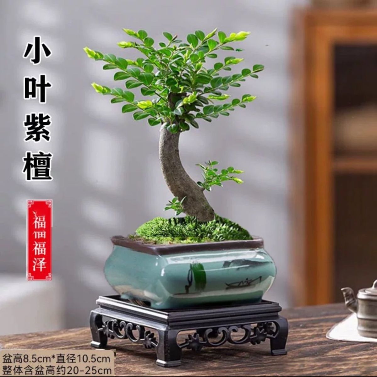 小叶紫檀盆景树桩植物老桩盆栽黑骨茶客厅桌面室内外绿植好养常青