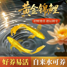 黄金锦鲤活鱼观赏鱼金鱼好养耐活冷水鱼淡水鱼苗原生招财发财鱼