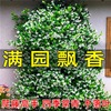 windmill Jasmine Climbing Seedlings Botany courtyard Chinese starjasmine Silver Jasmine Four seasons Bloom Potted plant flowers and plants