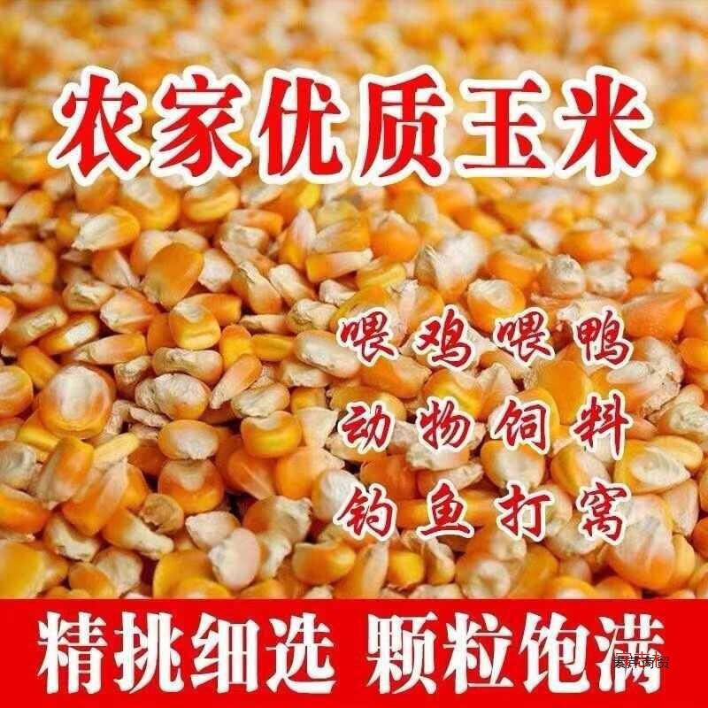 10斤包邮新货农家老式干玉米粒杂粮钓鱼打窝喂鸡鸭鹅鸽子黄玉米粒|undefined