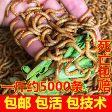 ʯ���x���xϐ�ӽ����~����J���u��Ϯ�ü�B�S���x