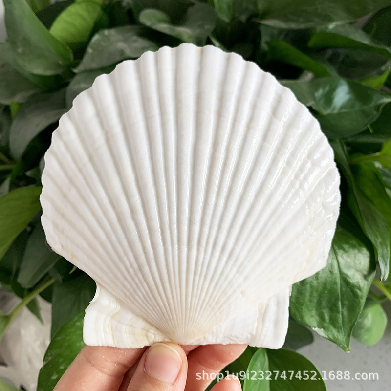 Aibei natural conch shell xiayi shell white shell tableware shell handmade diy white shell batch