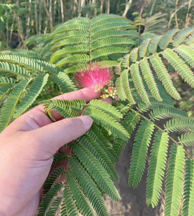 Dropshipping Albizia Julibrissin Saplings Albizia Julibrissin Velvet Flower Saplings Hibiscus Flower Saplings Courtyard Flower Potted Plants Bloom in the Same Year