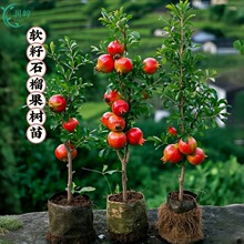 石榴树树苗突尼斯软籽无籽蒙阳红石榴盆栽庭院水果树特大带土果苗