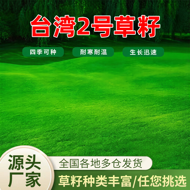 台湾2号草籽草坪种子结缕草矮生四季青种子台湾草草种台湾青草籽