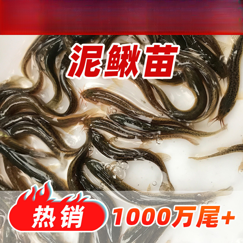 泥鳅苗台湾泥鳅养殖鱼苗本地泥鳅筏钓金鳅淡水包邮大种泥鳅