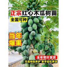 四季木瓜果树果苗冰糖红心水果木瓜特大苗果树庭院南北方种植盆栽