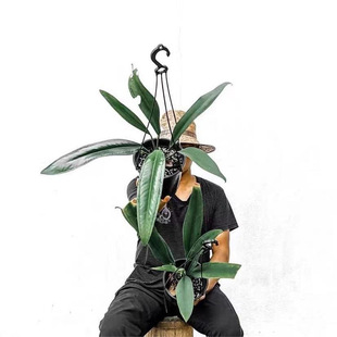 �L�~ؐ�����I�����T Anthurium bakeri �҃���ꎺ��B���Tֲ��