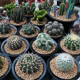 仙人掌及多肉;盆栽;栽培基质