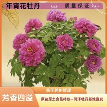 ĵ^_ĵߙnͶYl؛ʝɴ߻ĵ