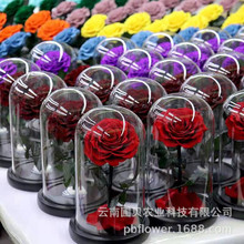 花者520七夕情人節玫瑰創意禮品 各色永生花玻璃罩禮盒成品批發