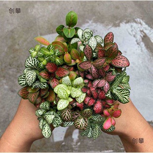 �W�y��С�~޵��ާ�΢���^ˮꑸ�ˮ��̦�\ƿ�bGֲ����DIY