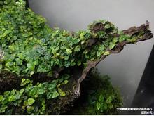 迷你小叶霹雳薜荔水陆雨林缸藤蔓攀爬附生造景室内观叶绿植物盆栽