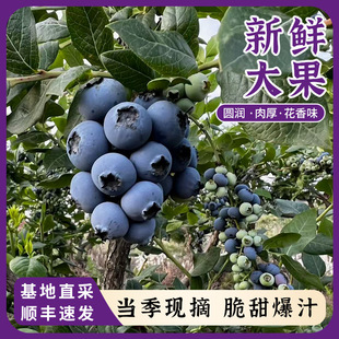 �{ݮ18+mm�����r�����u���r�{ݮ�Fժ�F�l�r��ˮ���r���ЋDˮ��