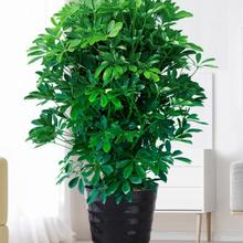 鸭脚木七叶莲招财树八方来财盆栽办公室客厅大型绿植大盆景好养树