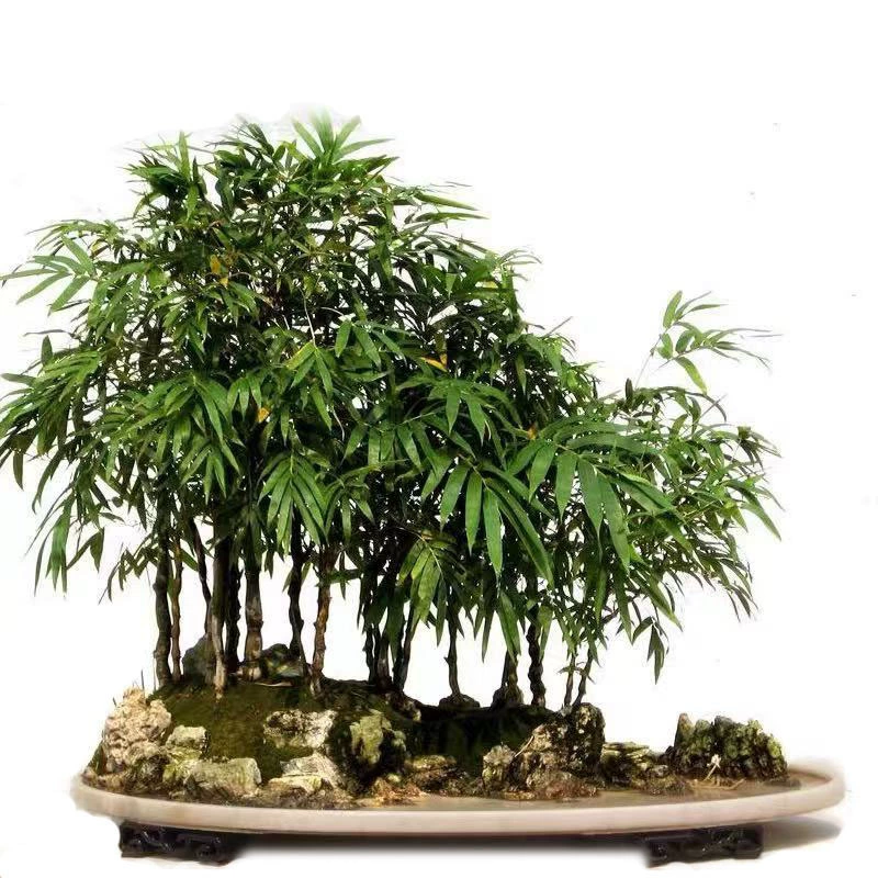 Гном Бодхидхарма Бамбук в горшке Архат Бамбук Бонсай Зеленое растение Феникс Хвост Бамбук Рис Бамбук Бамбук для двора Бамбук Многолетний бамбук