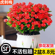 ����÷�F�������Ի����҃�����С�辰�Gֲ�ļ��_���̨���ܾGֲ��