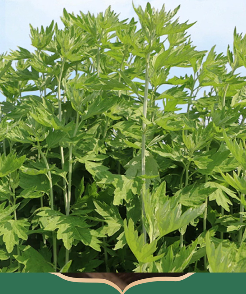Yao Benren Mugwort Shoulder Patch Herbal Warming Body Patch 12 Patches Per Box specifications